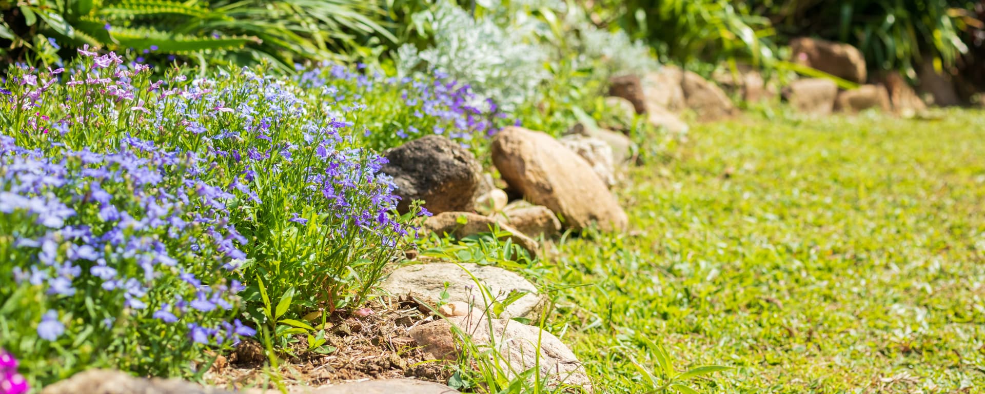 Restored garden bed with blue lobelia flowers beside a freshly mowed lawn